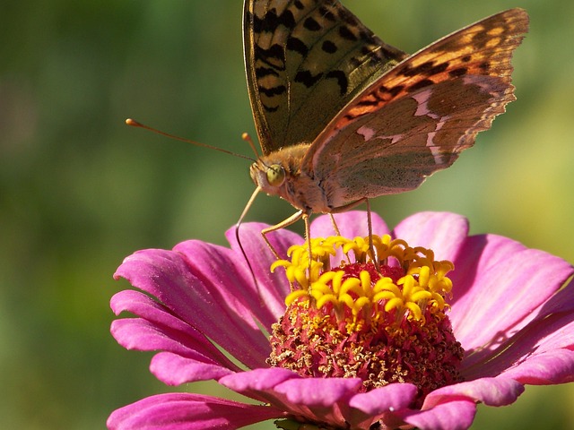 Free Gezi Nature photo and picture