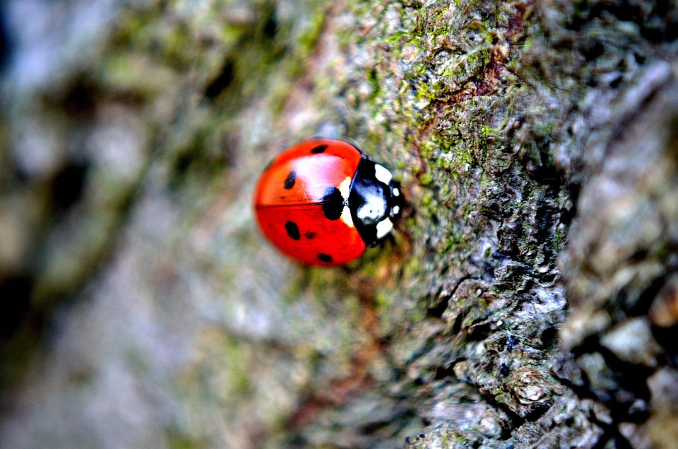 Laydbird Insect Ladybird Macro Insect - Free photo on Pixabay - Pixabay