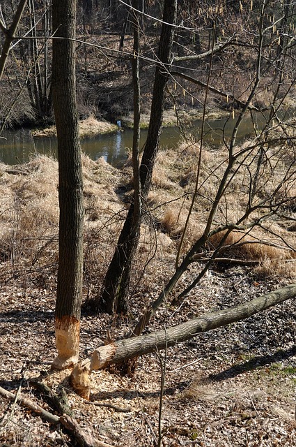 Free Tree Forest photo and picture
