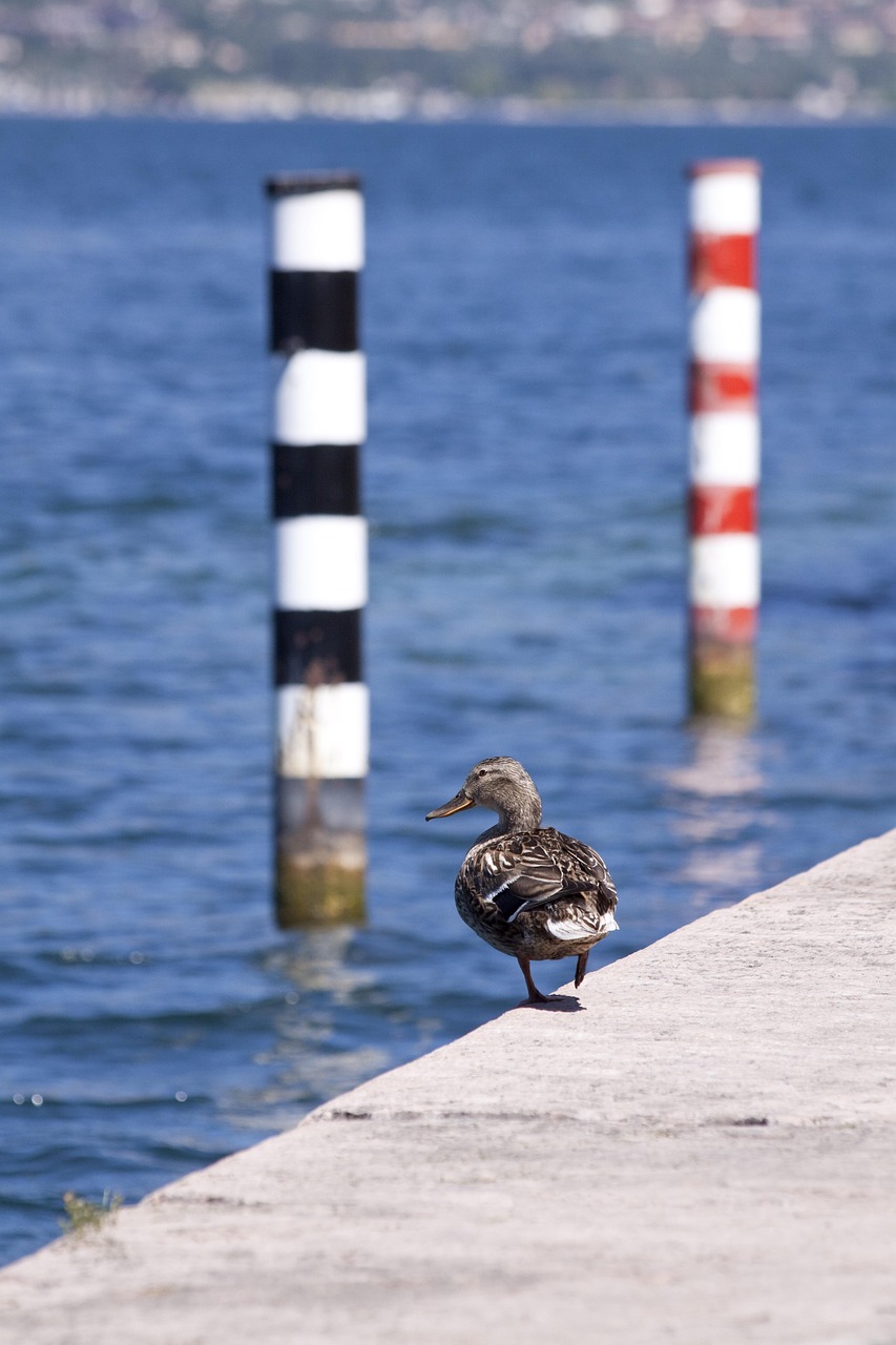 mallard-70590_1280.jpg