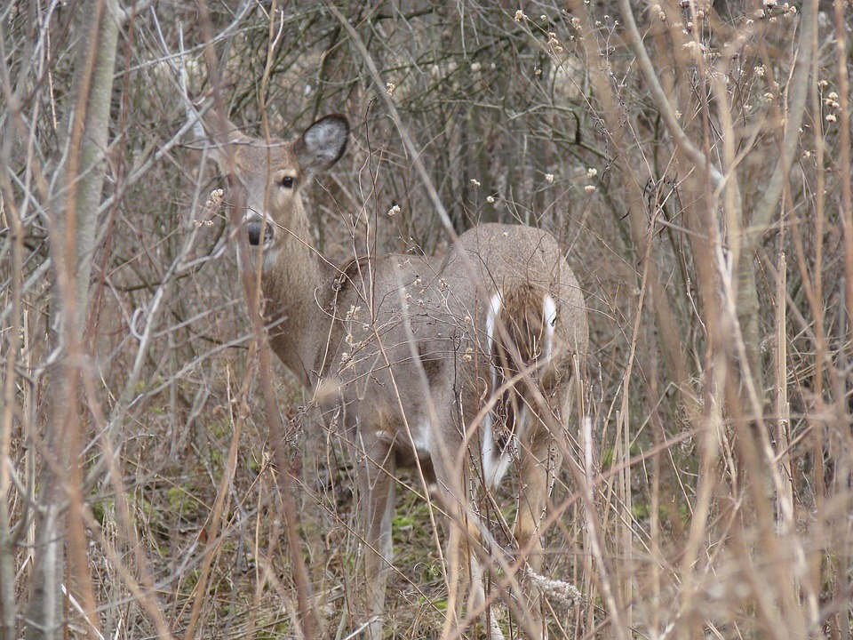 Cerf Bois Blanc À Queue - Photo gratuite sur Pixabay