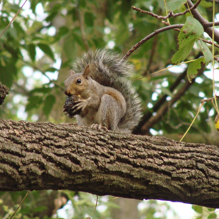 Squirrel Eating Tree Free photo on Pixabay Pixabay