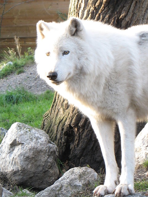 Wolf Zoo Animal Free Photo On Pixabay