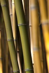 bamboo, grass, green