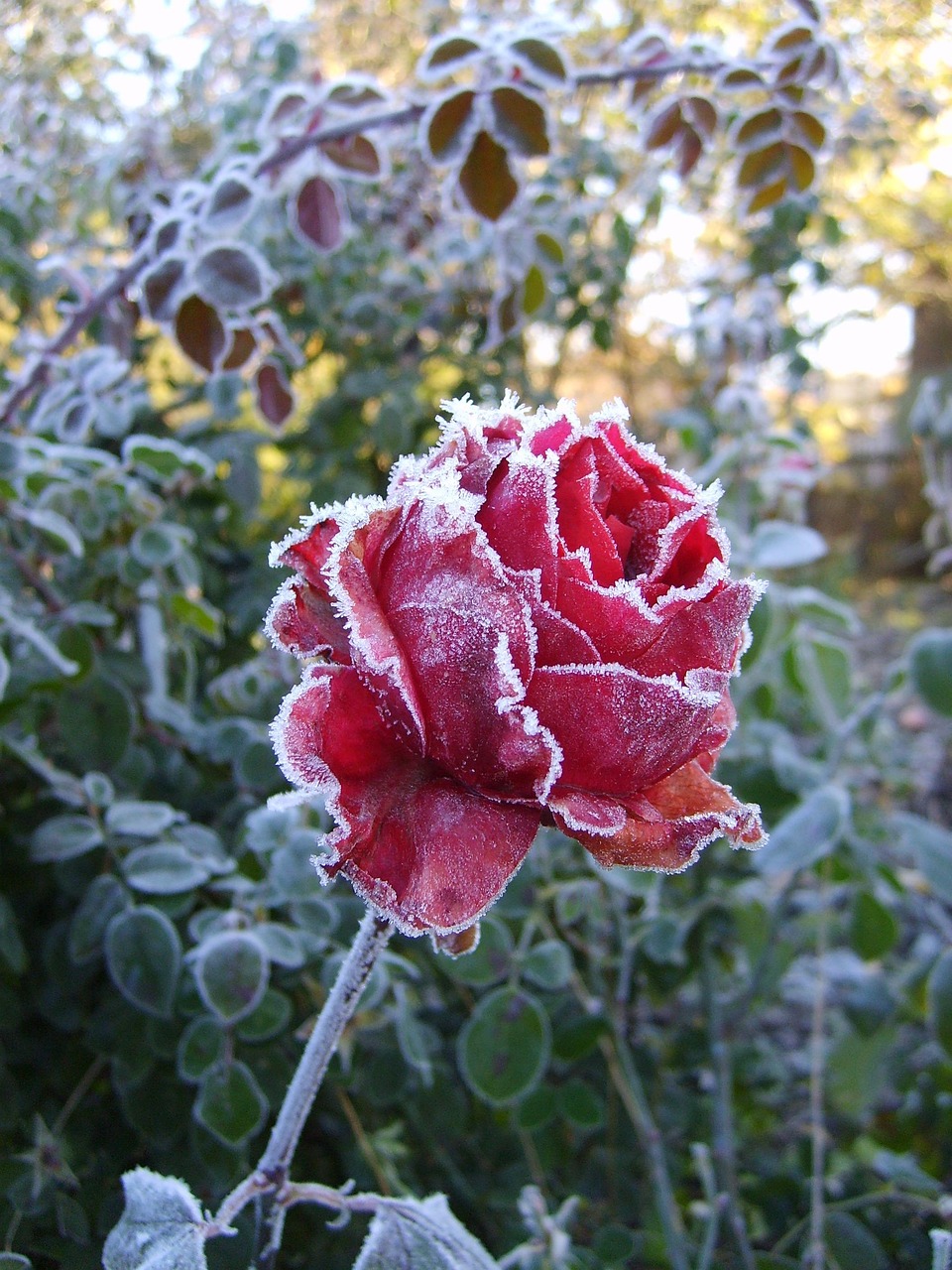 Frost Effect Roses Roses Flower Frost - Free photo on Pixabay