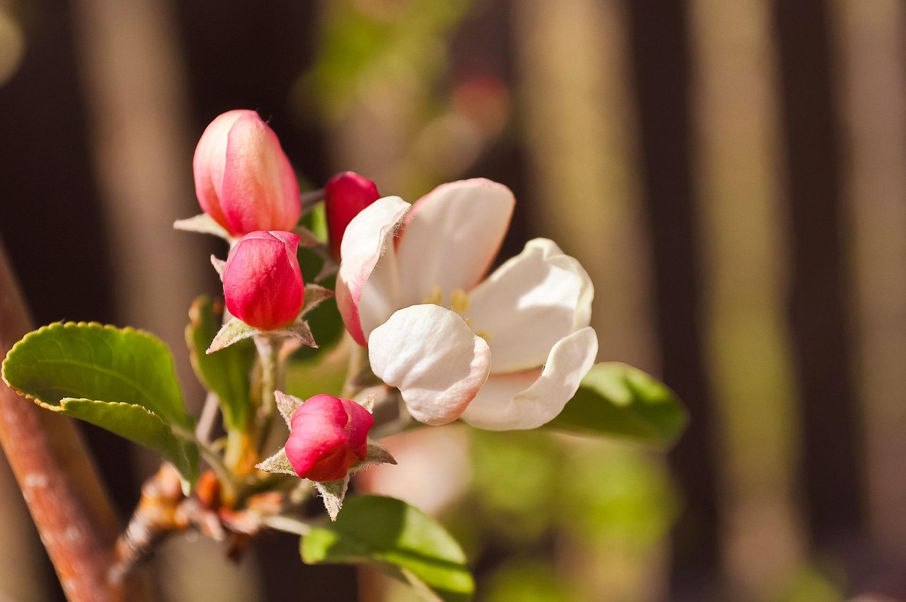 Apple Trees - free online jigsaw puzzle photo