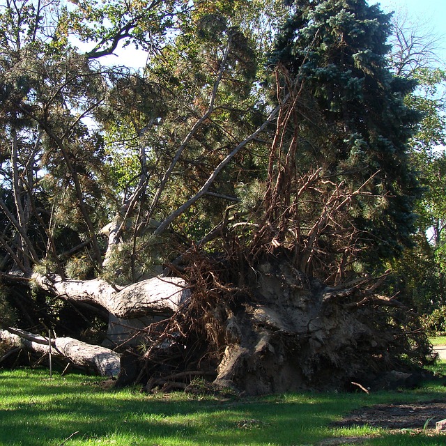 Free Evergreen Tree Nature photo and picture