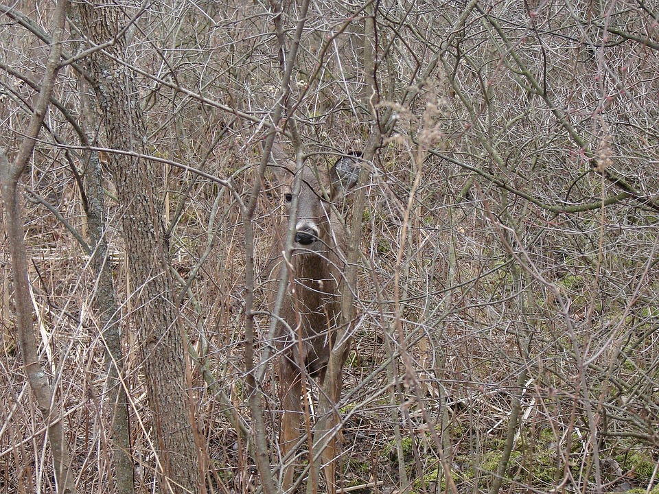 Free photo White Tailed Deer, Hiding Free Image on Pixabay 70964