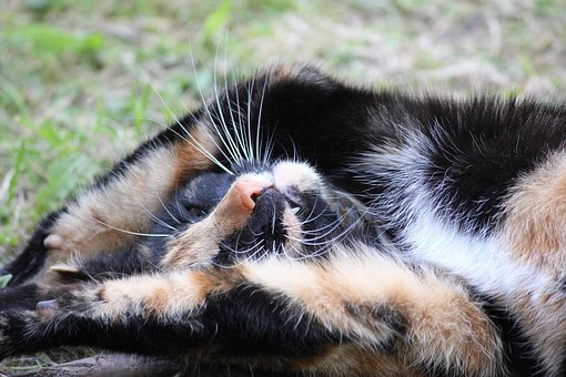 Cat Garden Stretch Pussy Cat Feline Cat Garden Stretch Pussy Cat Feline