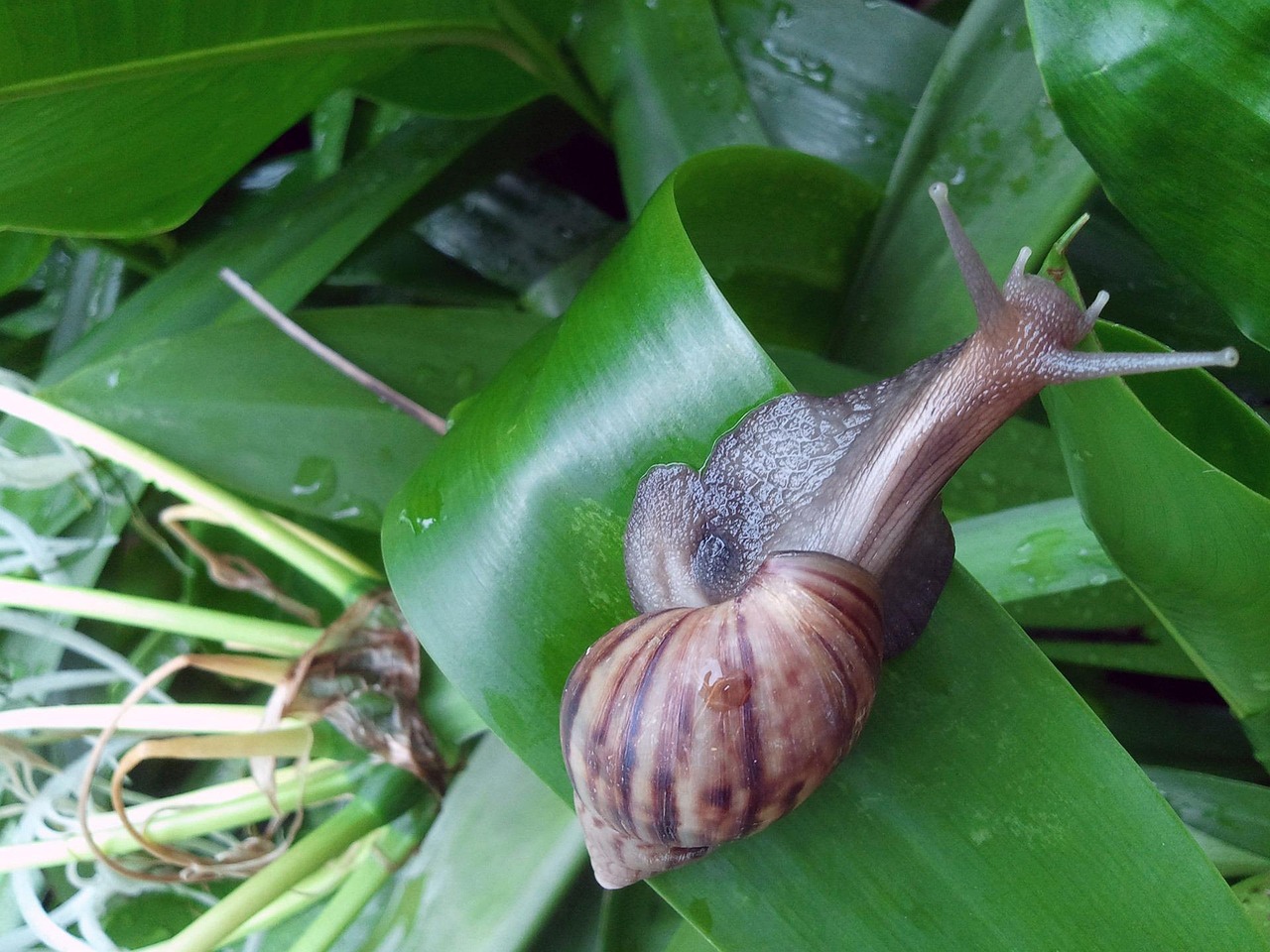 Snail Shell Slow Free photo on Pixabay Pixabay