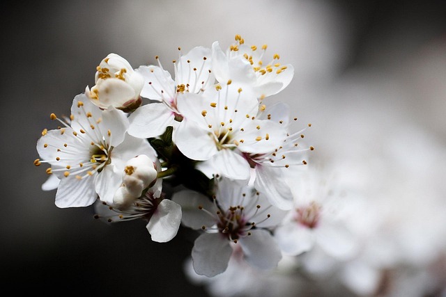 Beautiful Bloom Blooming - Free photo on Pixabay - Pixabay