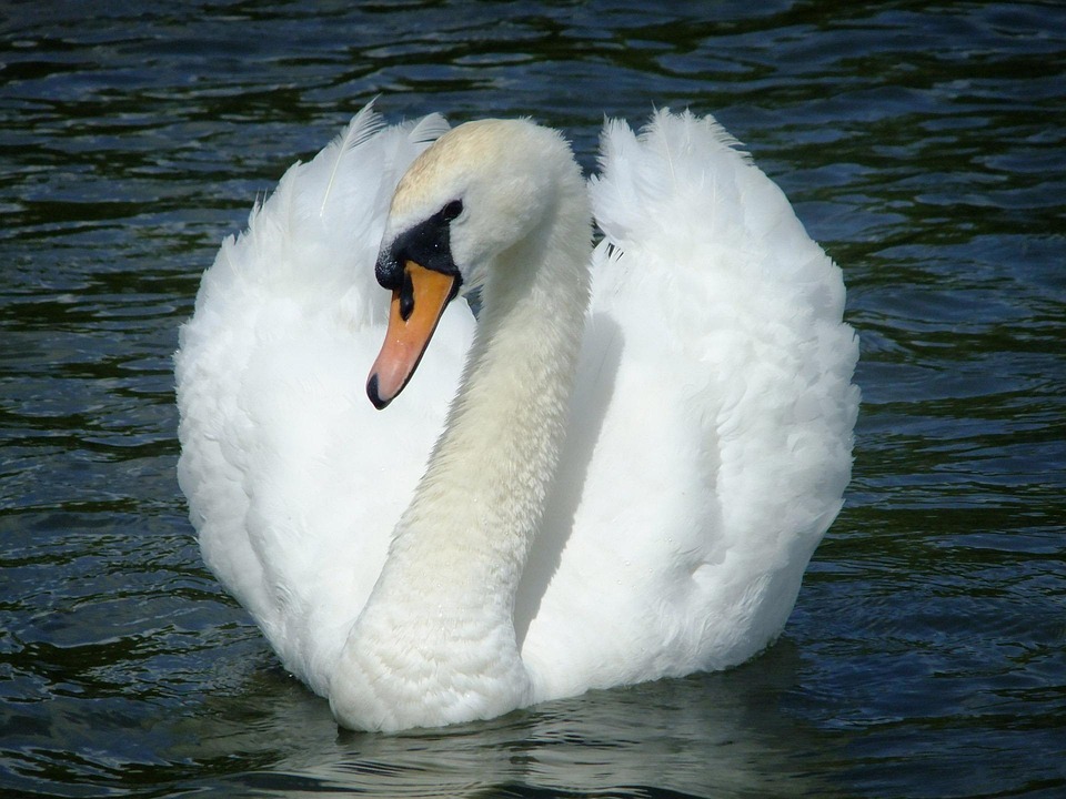 Swan Water Birds Free Photo On Pixabay