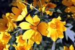 wild flowers, flower, spring
