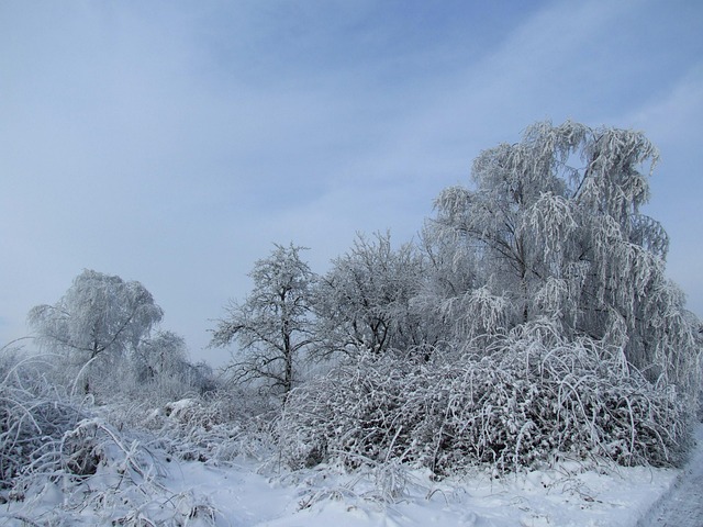 Iarna, Zăpadă, Peisaj, Frost, Rece
