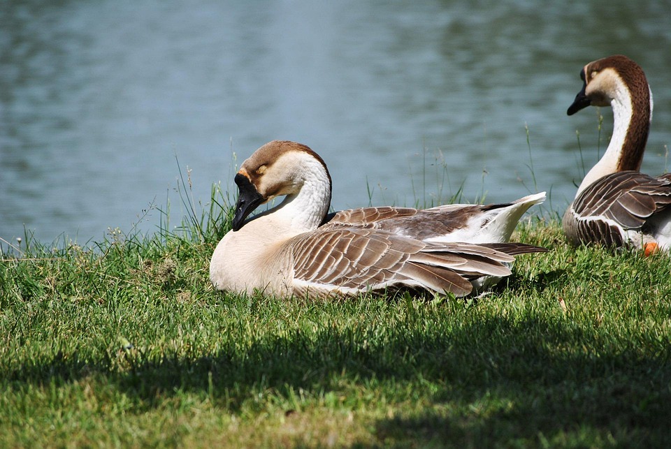 Anatra Canard Voler - Photo gratuite sur Pixabay - Pixabay