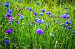 beauty, blossom, bluebottle