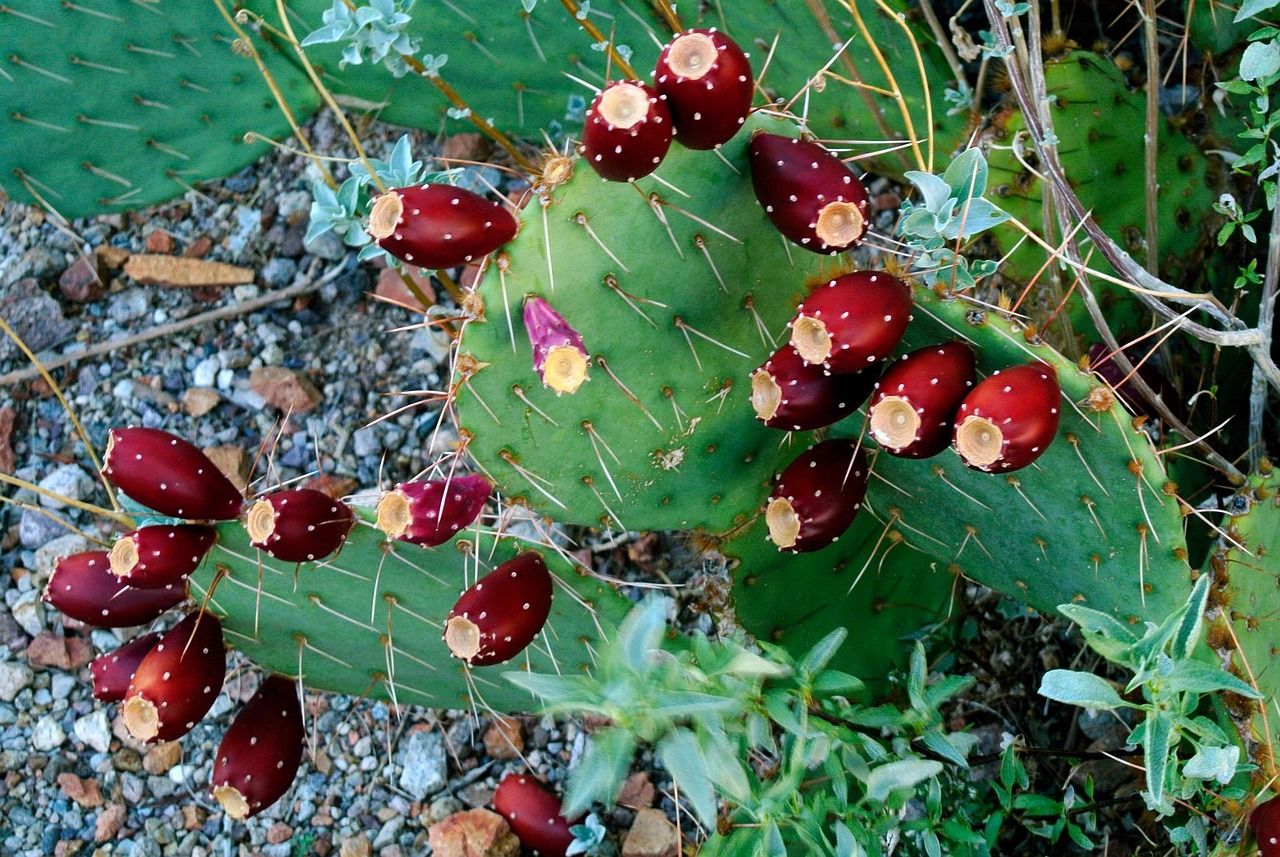 Free photo Desert, Tucson, Cactus, Fruit Free Image on Pixabay 71636