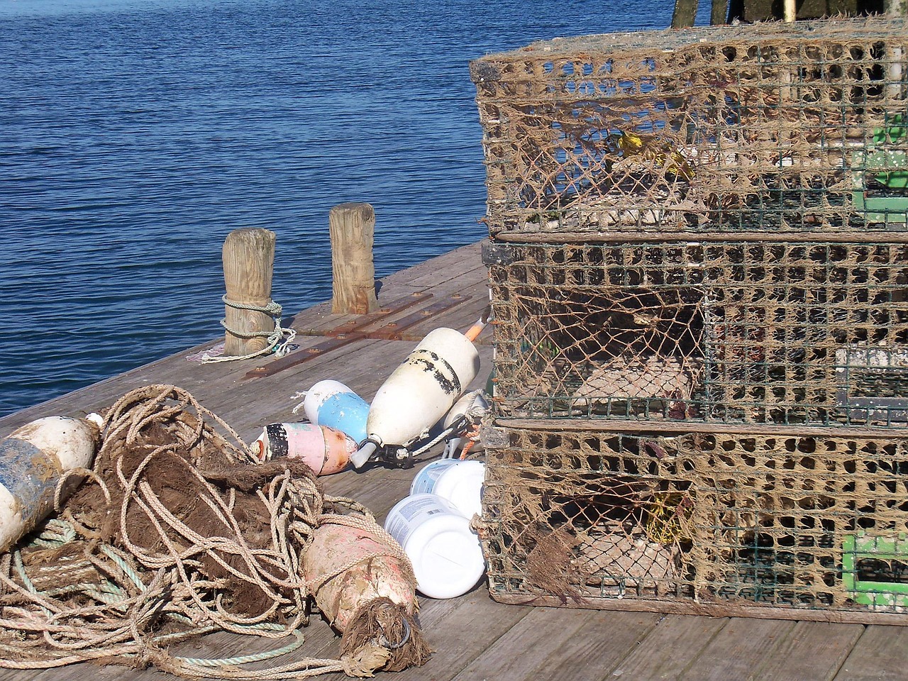 Hommards Plus de 600 images de Homards et de Nature - Pixabay