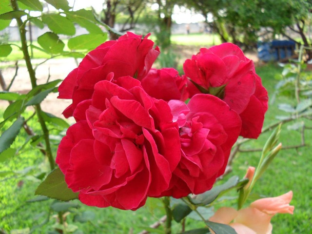 Free Rose Flower photo and picture