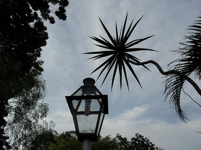 Free Contrast Plant photo and picture