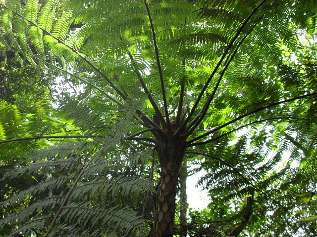 Free Fern Green photo and picture