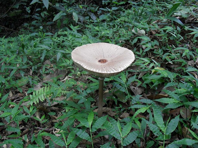 Free Mushroom Plant photo and picture