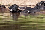 animal, bubalus bubalis, buffalo