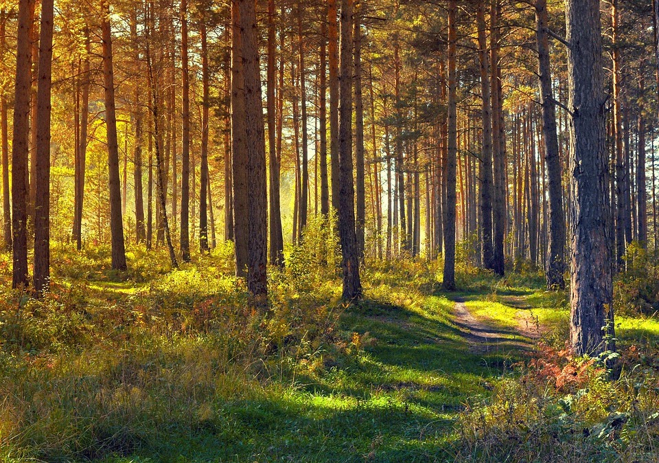 Kostenloses Foto Wald Natur Landschaft B ume Kostenloses Bild Auf Kostenloses Foto Wald Natur Landschaft B ume Kostenloses Bild Auf