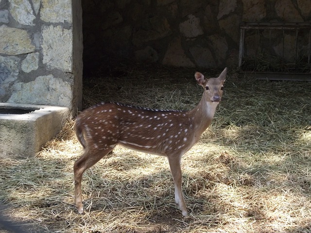 Free Gezi Zoo photo and picture
