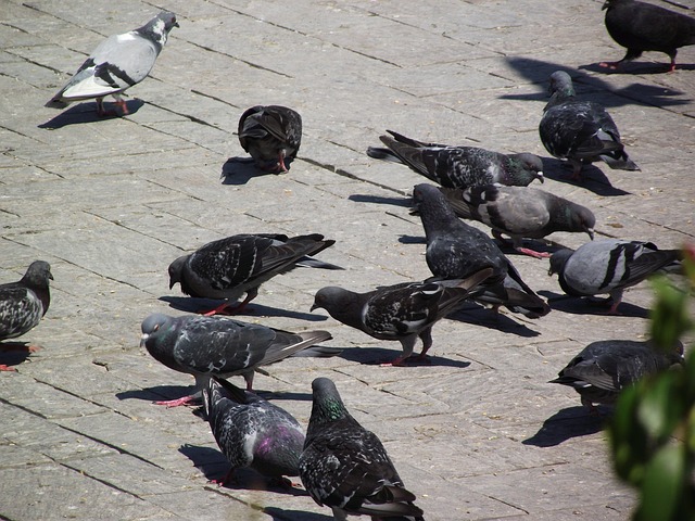 Free Gezi Birds photo and picture