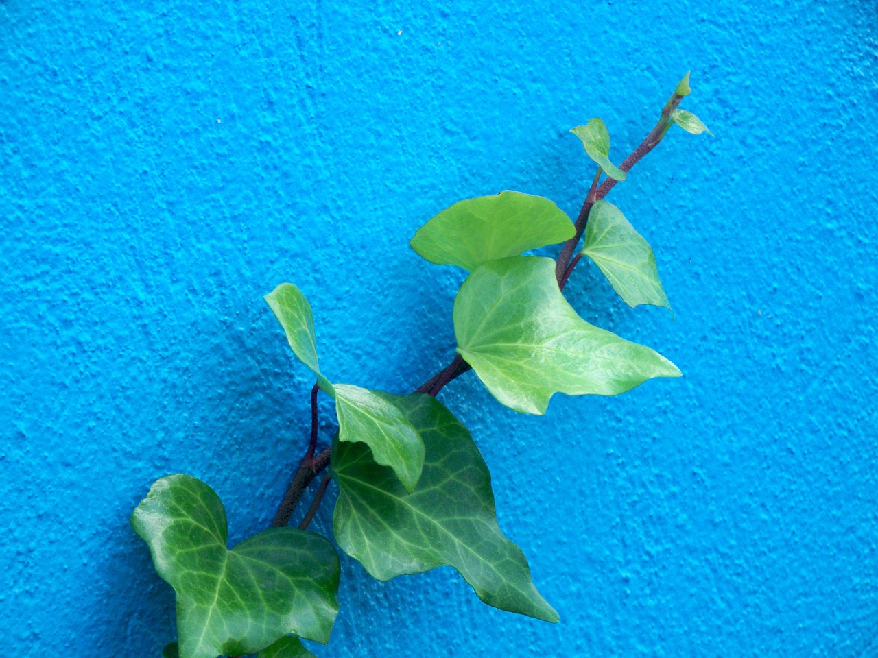 Free Ivy Wall photo and picture
