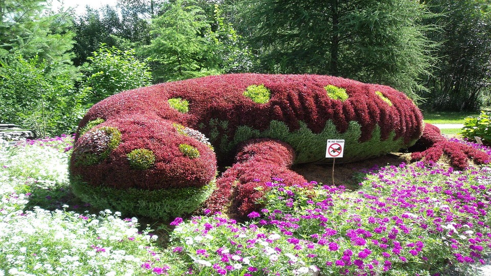 Free photo Salamander, Garden, Plant, Flowers Free Image on Pixabay