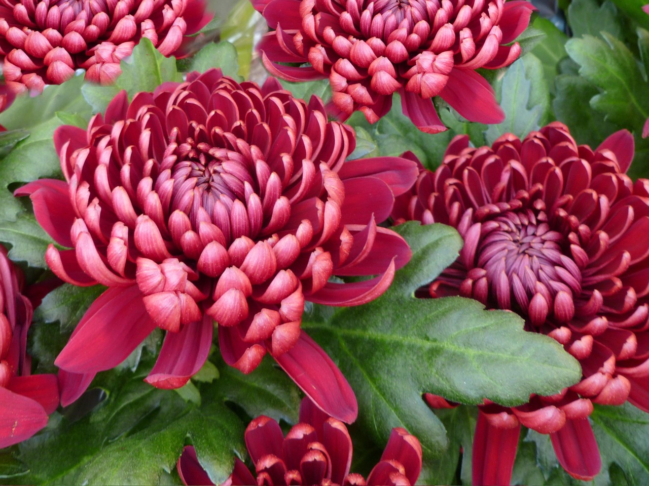 Chrysanth me Chrysanth mes Rouge Photo Gratuite Sur Pixabay