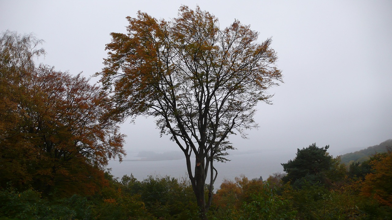Tree Heaven - Free photo on Pixabay