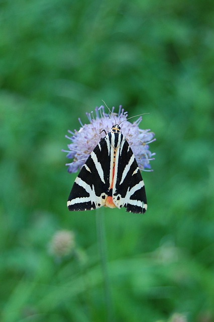 Free Butterfly Summer photo and picture