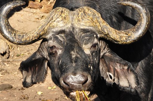 Búfalo, Búfalo De Água, Animal, Animais