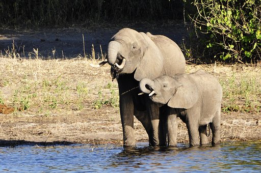 Elefante, Elefante De Água, Dam, Bezerro