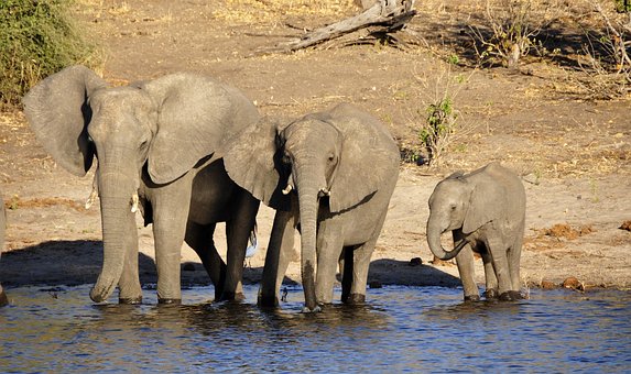 Elefante, Elefante De Água