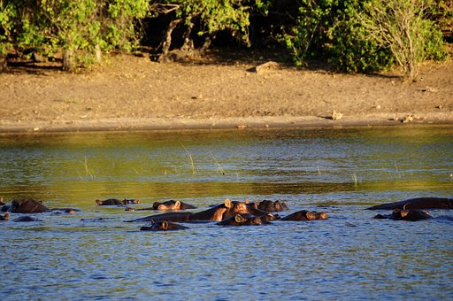 Hipopótamo, Fluxo, Agua, Natureza, Chobe