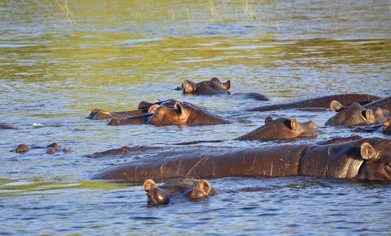 Hipopótamo, Fluxo, Agua, Chobe, Botswana