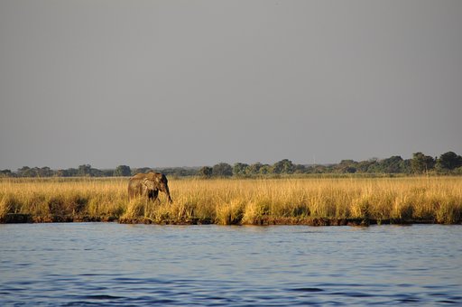 Wasserelefant De Elefante, Caminhada
