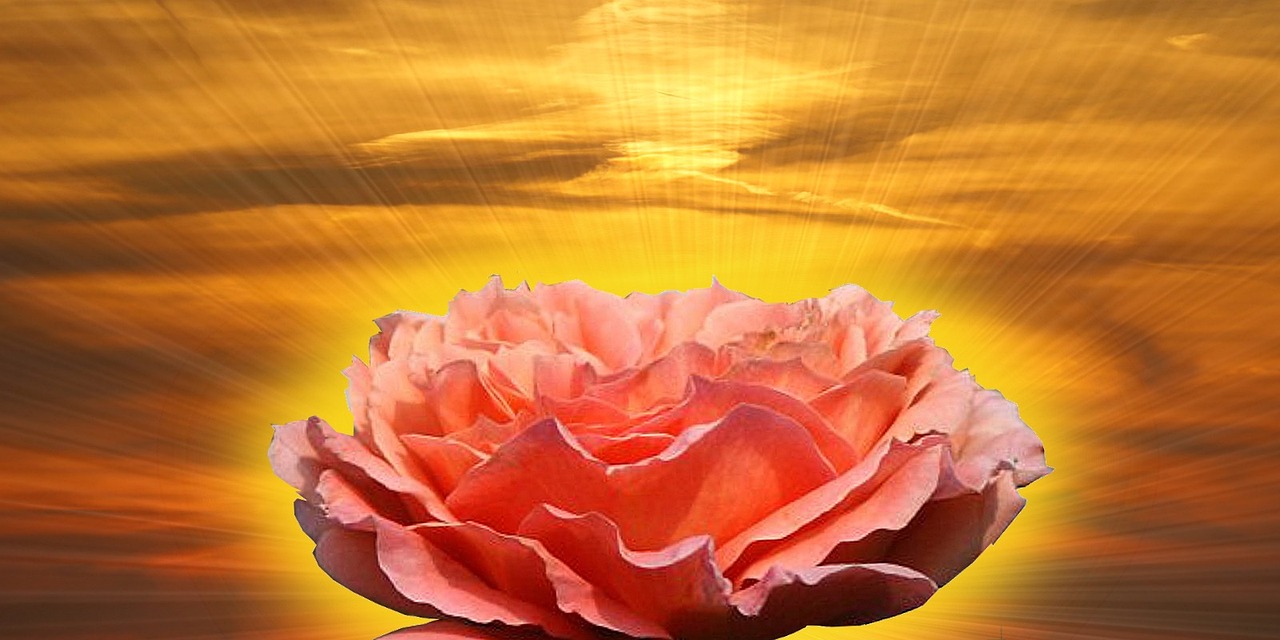 Rotting Roses Background Rose Blume Rot - Kostenloses Foto auf Pixabay - Pixabay
