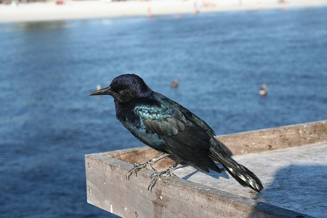 Free Crow Bird photo and picture