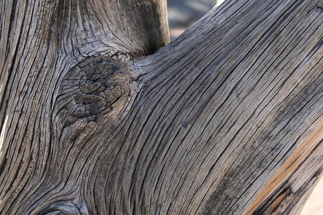 Free Tree Wood photo and picture