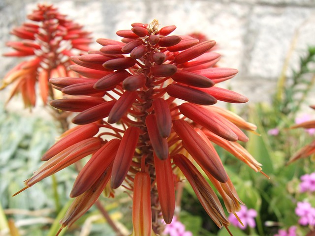Floare, Roșu, Macro, Closeup