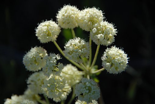Free Cow Parsnip Flower Background photo and picture