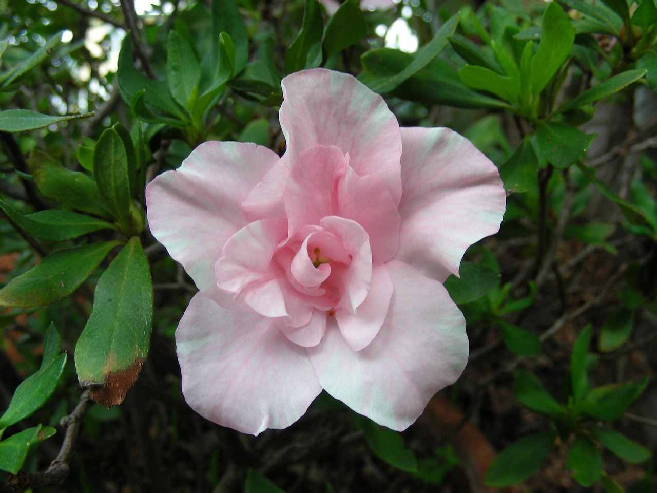 Azalea Pink Pale - Free photo on Pixabay - Pixabay