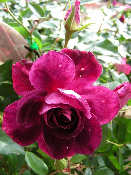 Rose Deep Fonc Des Photo Gratuite Sur Pixabay Pixabay rose-deep-fonc-des-photo-gratuite-sur-pixabay-pixabay