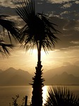 palm, antalya, sea