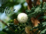 acacia flowers, blossom, bloom
